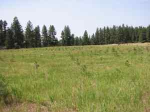 Ponderosa pine reforestation demonstration showing all treatments five years after planting.