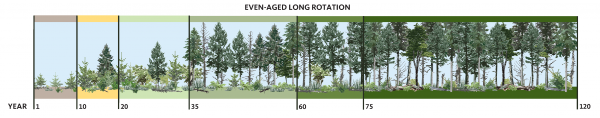 Even-Aged Long Rotation
