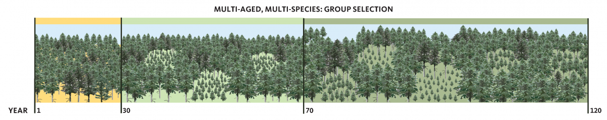 Multi-Aged, Multi-Species: Group Selection