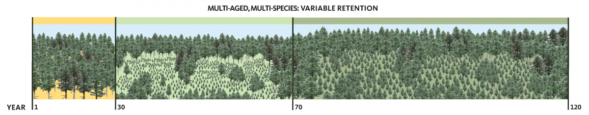 Variable Retention Harvest Strategy