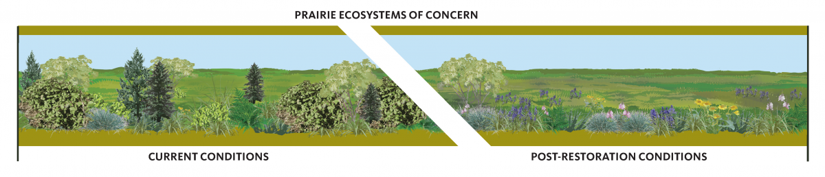 Ecosystems of Concern: Prairie
