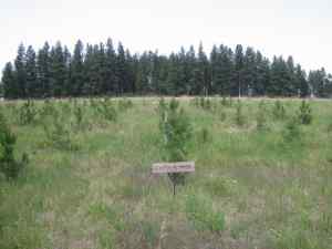 Typcial growth of 5-year old ponderosa pine 1-1 seedlings after treatment with Velpar herbicide.