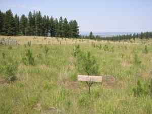 2-0 ponderosa pine seedlings five years after a spot treatment with Velpar herbicide.