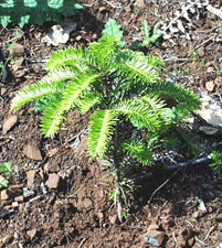 decorative - grand fir seedling